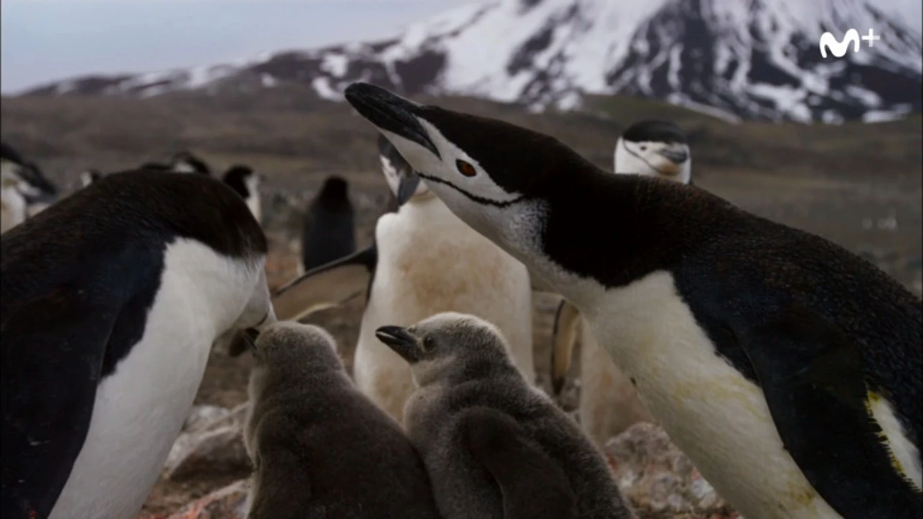 Movistar+ emitirá en exclusiva los documentales de BBC Earth