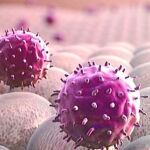 Logran revertir la diabetes en ratones con sus propias células