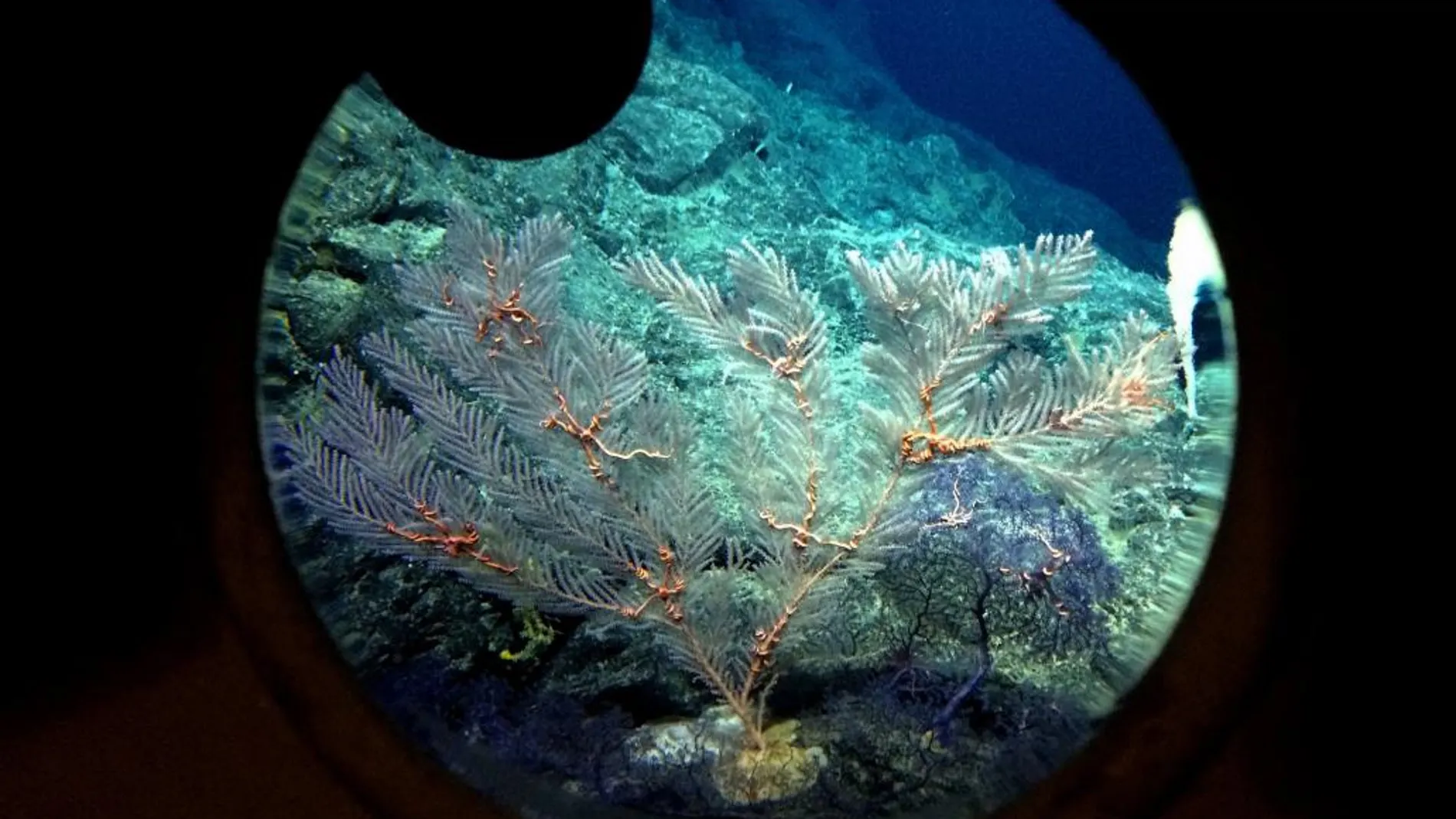 Corales en las costas de Hawaii