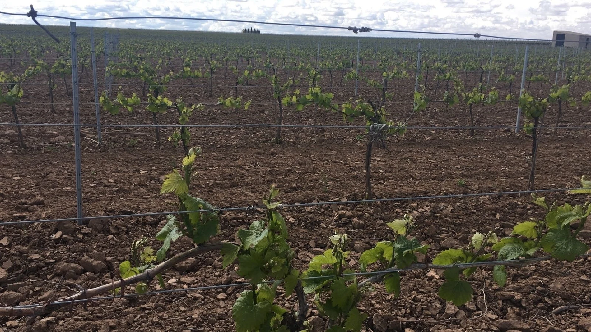 La Comunidad ha puesto en marcha una línea de ayudas para la reestructuración de los cultivos vitícolas de los agricultores de la Región