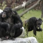 Los chimpancés meditan sobre sus propios conocimientos