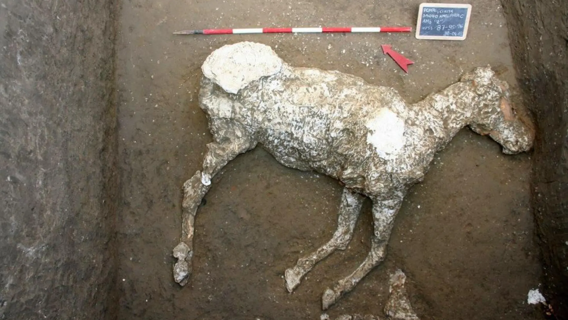 Fotografía facilitada por el Parco Archeologico di Pompei del caballo sepultado/Foto: Efe
