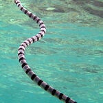 La serpiente marina (Hydrophiinae), un animal venenoso que, puede medir hasta tres metros