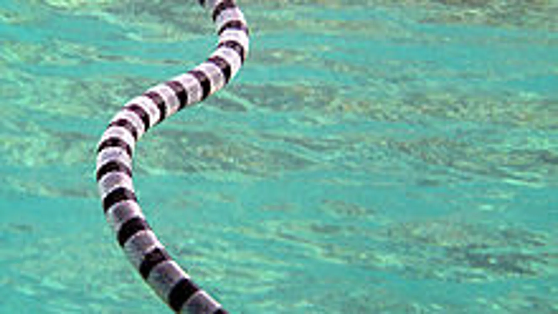 La serpiente marina (Hydrophiinae), un animal venenoso que, puede medir hasta tres metros