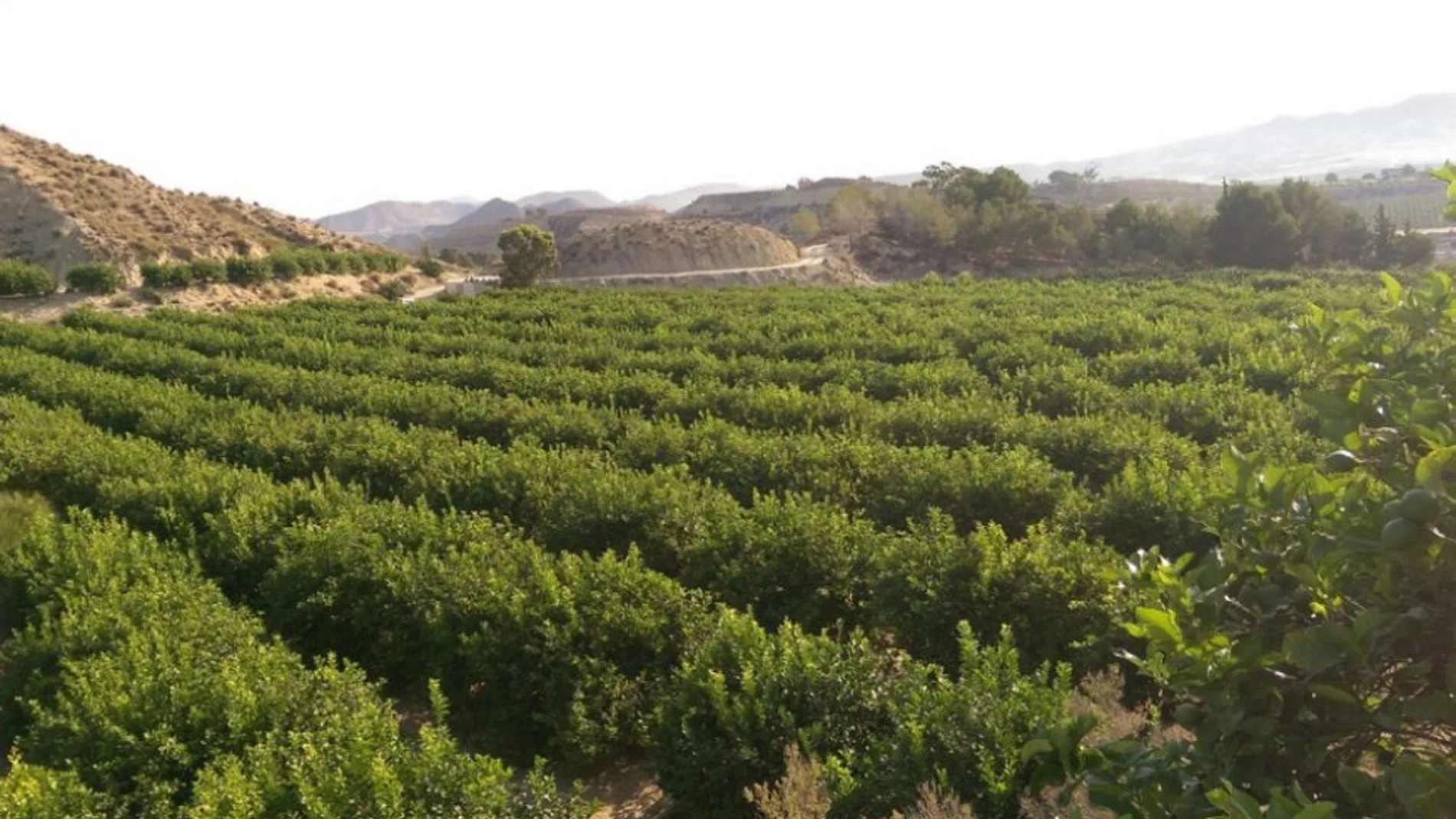 Los campos de la huerta murciana se enfrentan a la incertidumbre del próximo año hídrico que se inicia en octubre