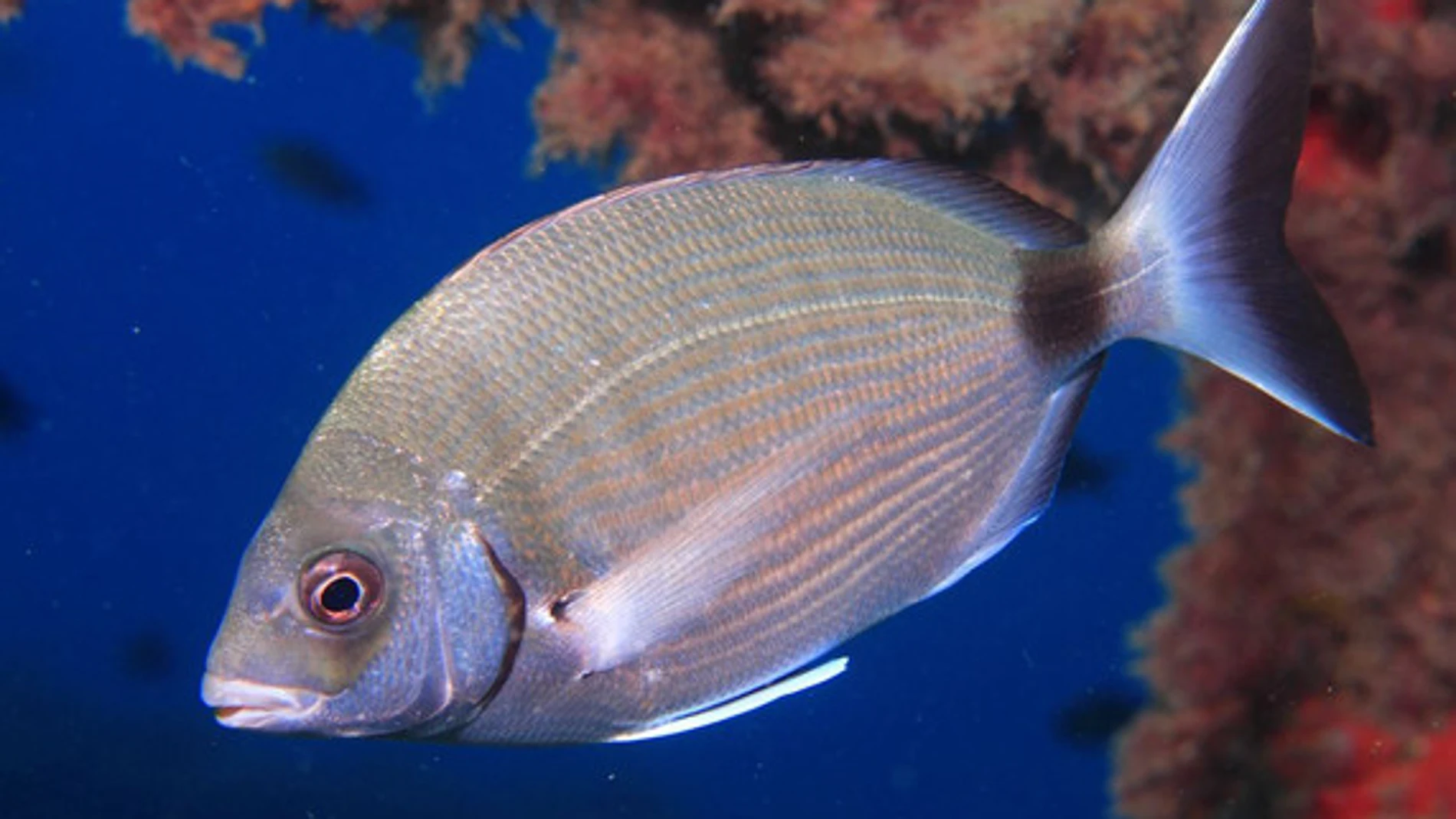 El sargo común (Diplodus sargus) es una de las especies preferidas de la pesca submarina. / David Mandos