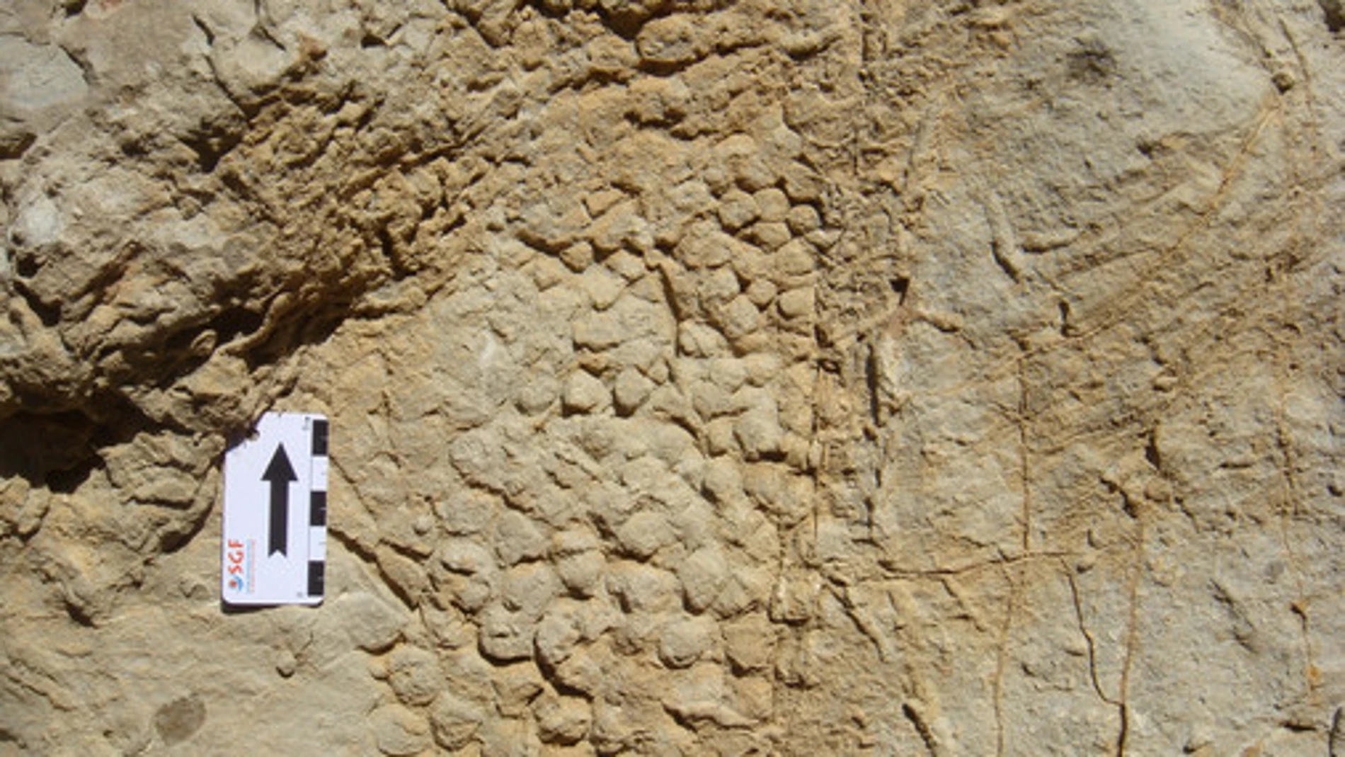 Impresión en la roca de la piel del dinosaurio