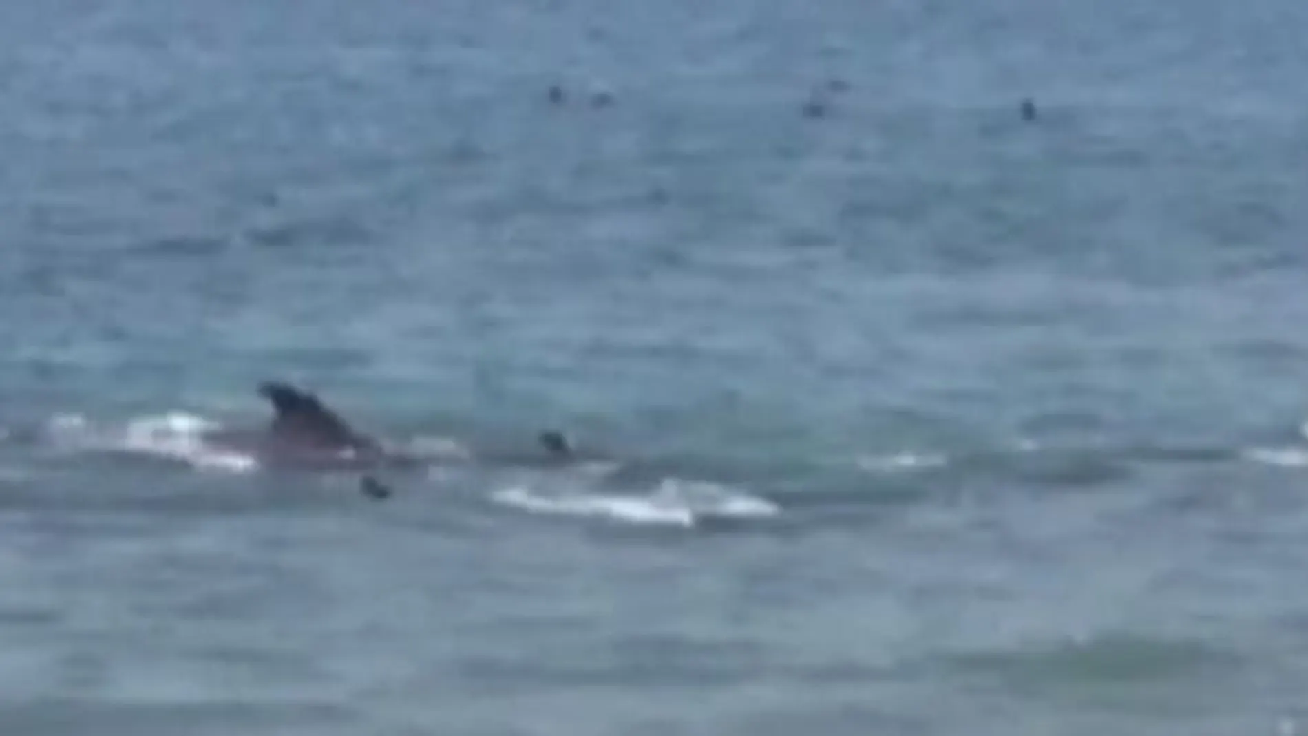 Las ballenas llegan a la playa