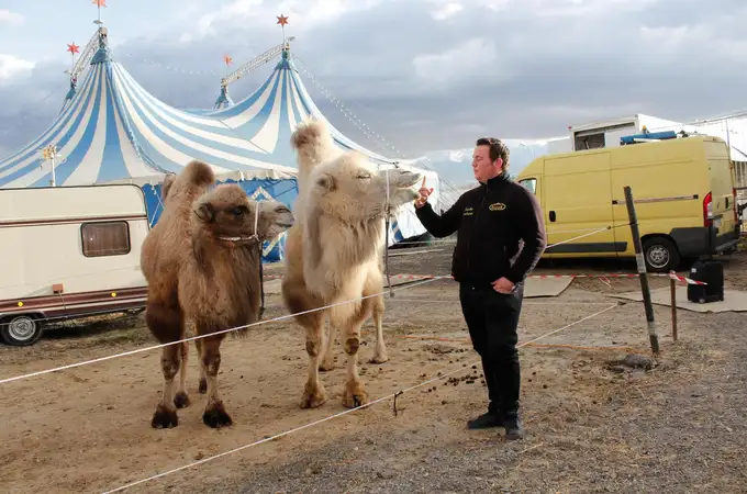 Los circos tendrán un año para deshacerse de sus animales para actuar en Madrid