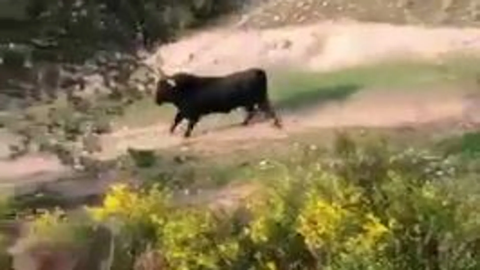Imagen del toro que se escapó en Galapagar