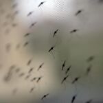 Mosquitos de la especie Anopheles gambiae, responsables de transmitir los parásitos causantes de la malaria