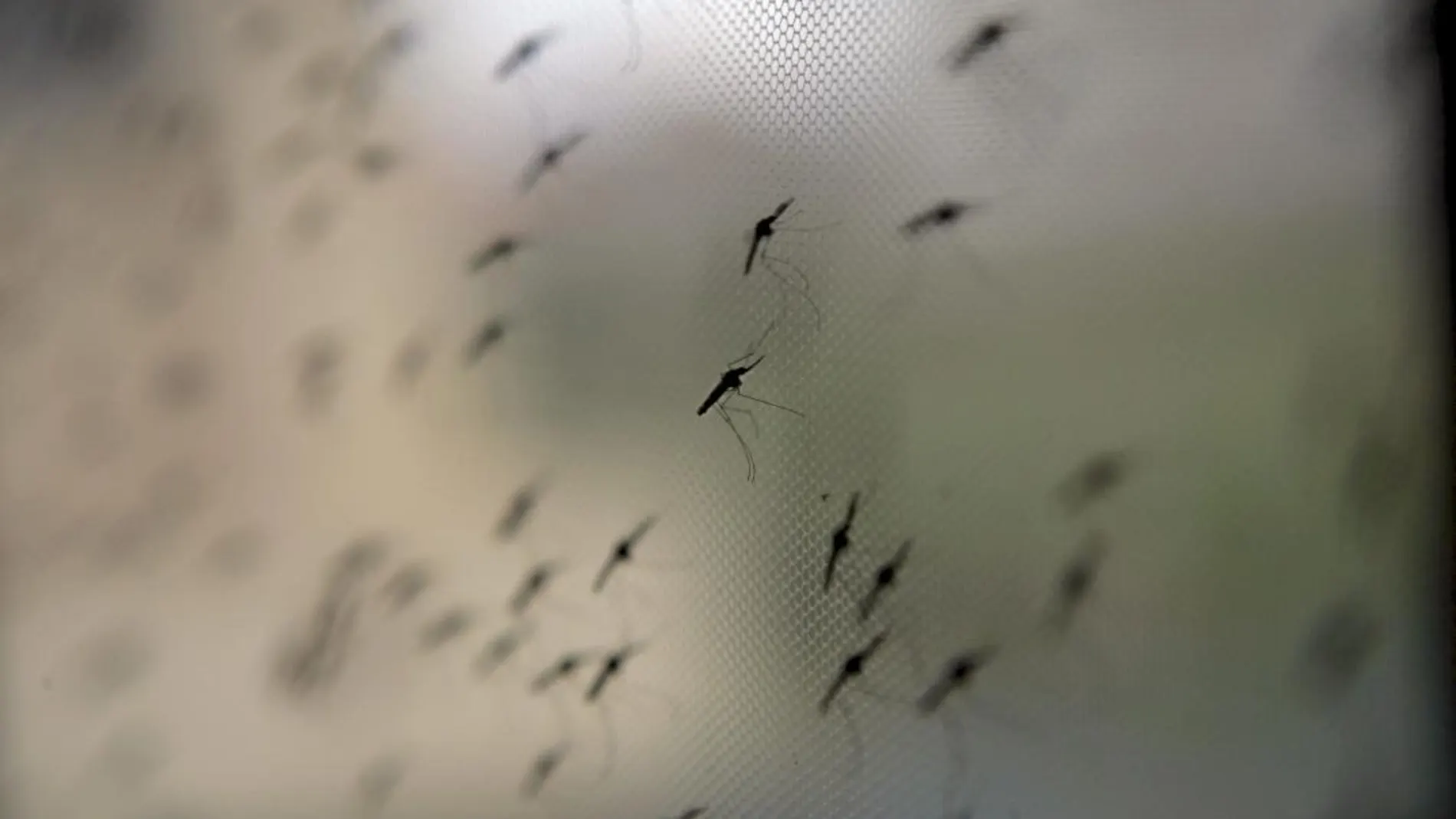 Mosquitos de la especie Anopheles gambiae, responsables de transmitir los parásitos causantes de la malaria
