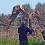 Corte de olivos en Puglia afectados por la Xylella fastidiosa.