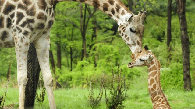 Una jirafa con su cría