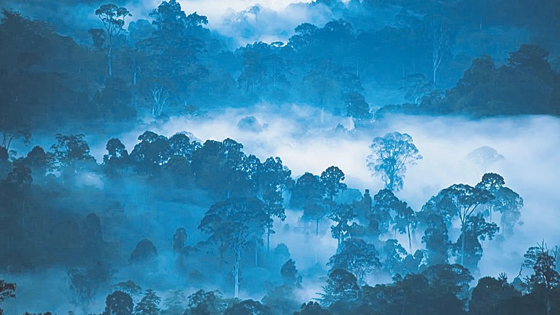 Los investigadores alertan de pérdidas alarmantes de espacios naturales. Desde la década de 1990, se ha perdido un área silvestre equivalente a dos veces el tamaño de Alaska y la mitad del tamaño de la Amazonia.