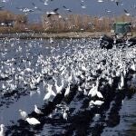 Arrozal del Delta del Ebro