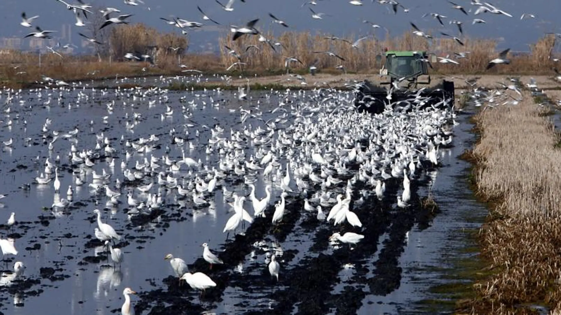 Arrozal del Delta del Ebro