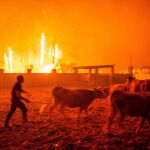 Hombres ponen a salvo el ganado durante un incendio forestal declarado en Vieira de Leiria en Marinha Grande (Portugal) hoy