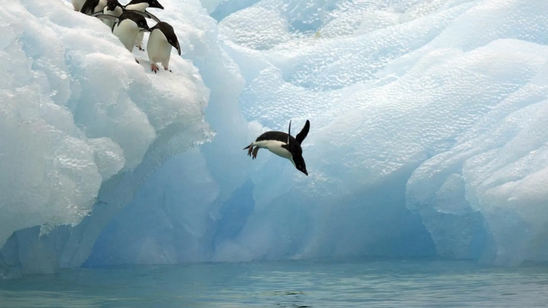 Imagen facilitada este viernes por WWF de pinguinos en la Antartida. La organización ecologista WWF pide crear una gran reserva marina protegida en la Antártida, al considerar que ayudará a mitigar los efectos del cambio climático y conservar la vida en ese continente