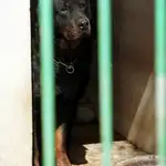Imagen de archivo de un perro de raza Rottweiler