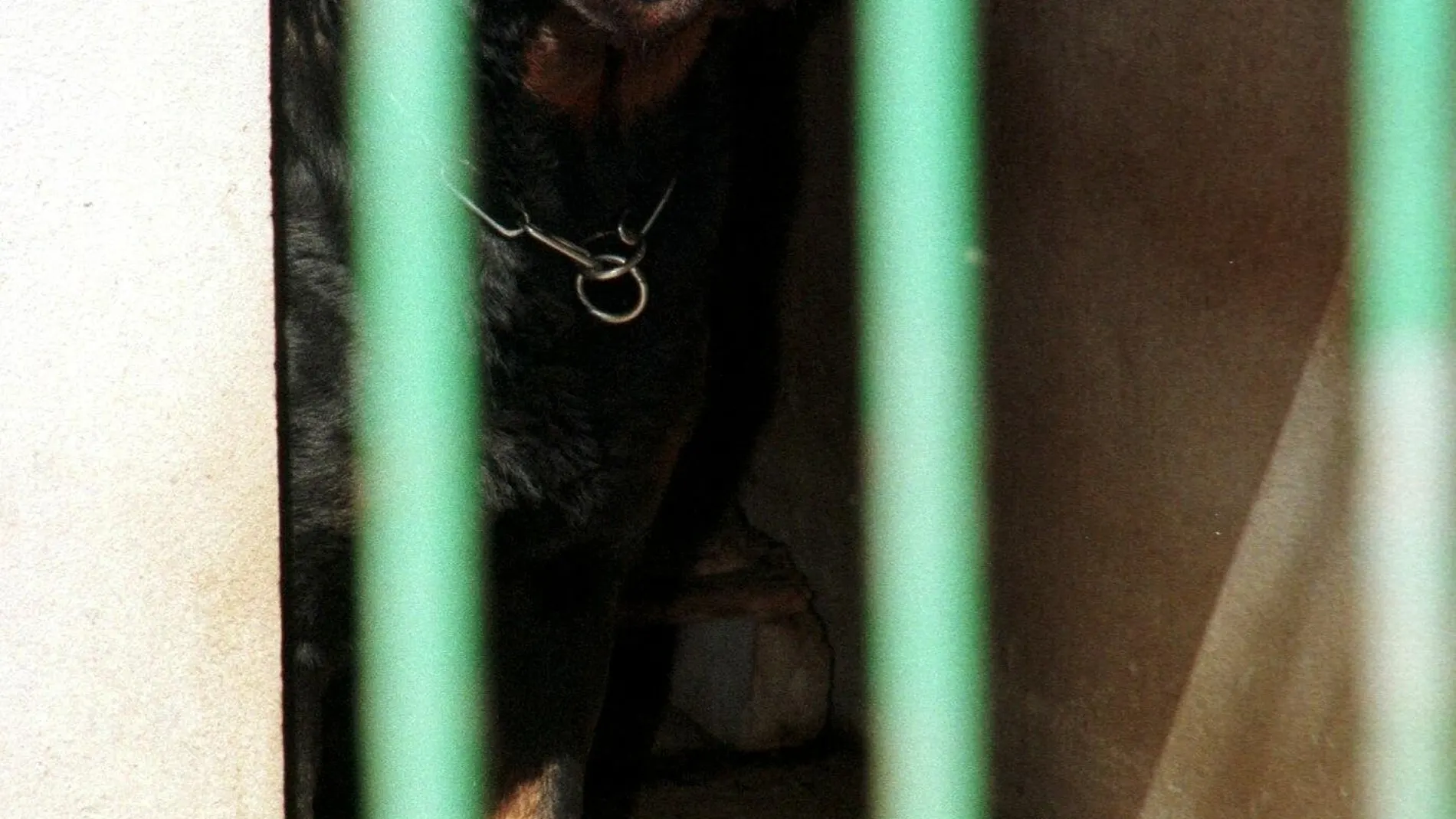 Imagen de archivo de un perro de raza Rottweiler