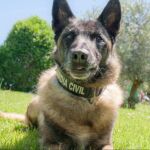 Elton, el agente canino que encontró a Diana Quer y que busca a Gabriel