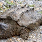 Los científicos han encontrado a este ejemplar salvaje de tortuga caimán, el primero que se halla desde 1984. / Eva Kwiatek