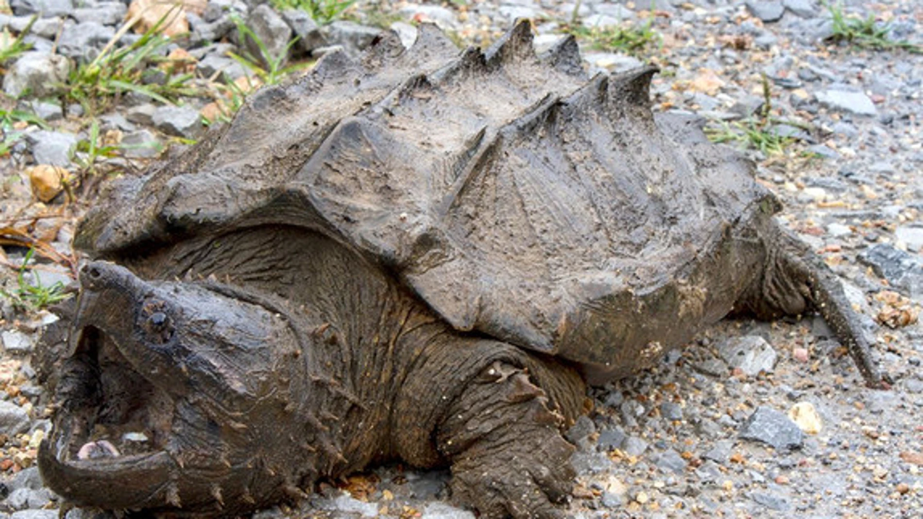 Los científicos han encontrado a este ejemplar salvaje de tortuga caimán, el primero que se halla desde 1984. / Eva Kwiatek