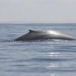 Un ejemplar de ballena azul en aguas de Chile