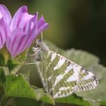 Una veintena de especies de mariposas del Mediterráneo están en peligro de extinción