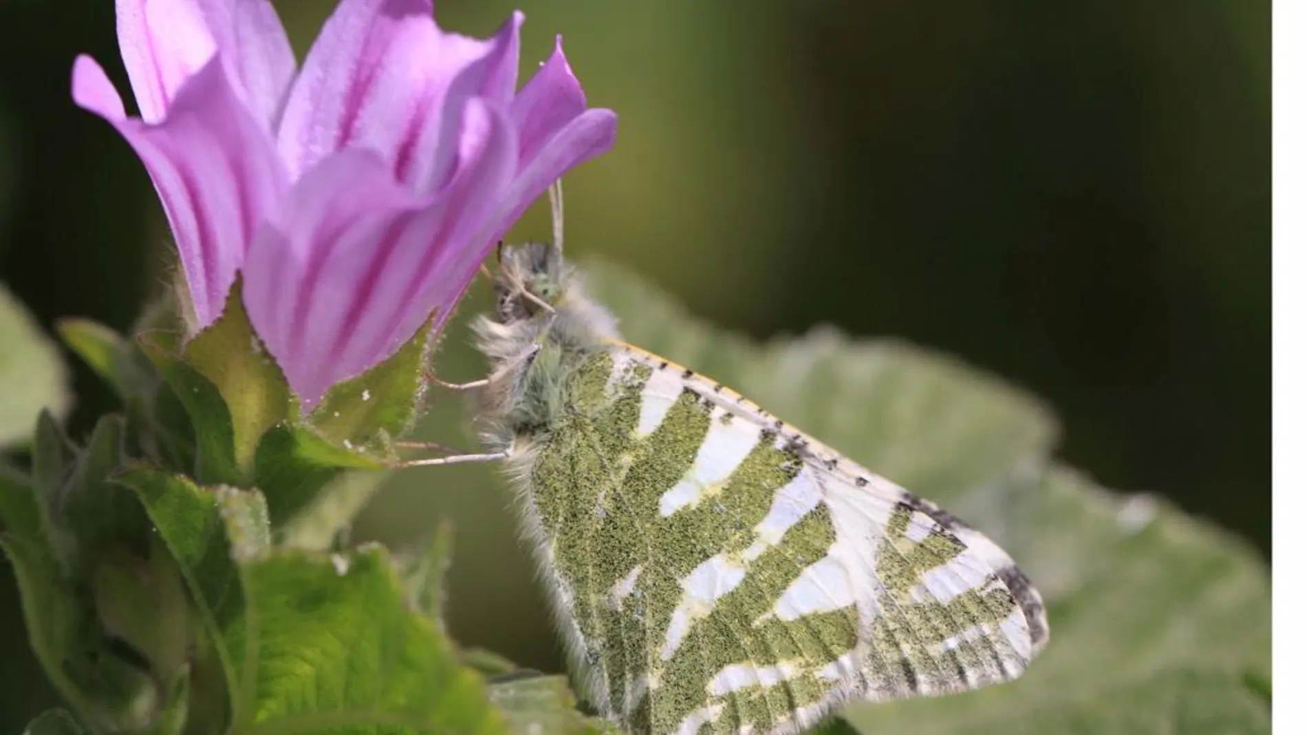 Una veintena de especies de mariposas del Mediterráneo están en peligro de extinción