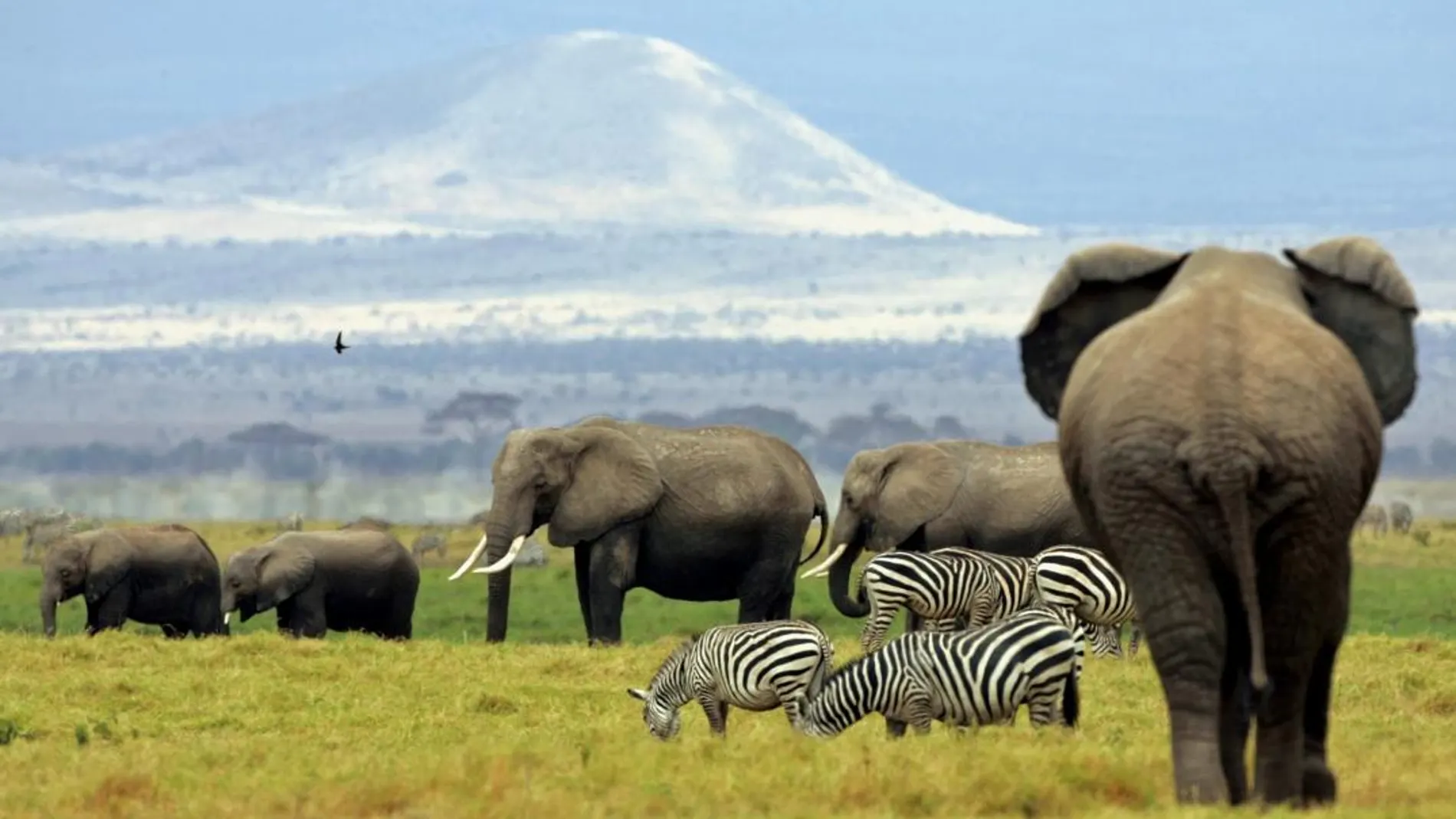 Animales en el Parque Natural de Amboseli