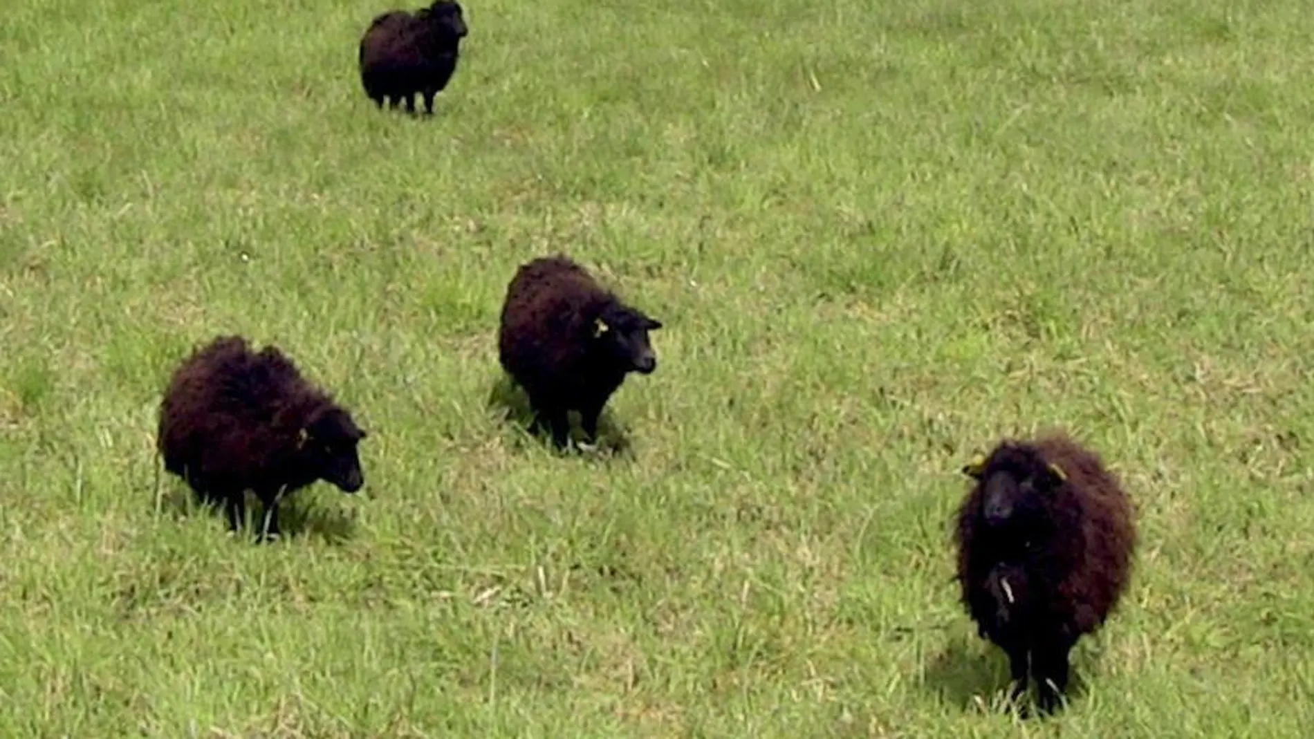 Cuatro ovejas pastan en los terrenos de los Archivos de París en una experiencia piloto de "ecopastoreo"para reintroducir animales en la capital francesa.