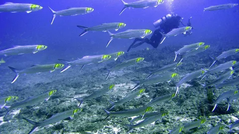 El sonido es fundamental para muchas especies de peces