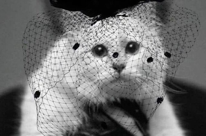 La viuda de Lagerfeld. El diseñador afirmaba que la gata producía alrededor de 3 millones de dólares al año, gracias a las campañas de publicidad que ha protagonizado