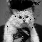 La viuda de Lagerfeld. El diseñador afirmaba que la gata producía alrededor de 3 millones de dólares al año, gracias a las campañas de publicidad que ha protagonizado