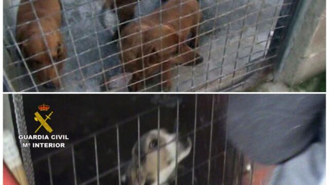 Algunos de los perros incautados por la Guardia Civil gracias a la colaboración ciudadana