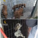 Algunos de los perros incautados por la Guardia Civil gracias a la colaboración ciudadana