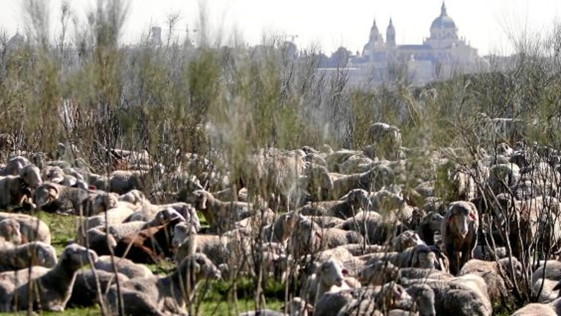 Este domingo se celebra en Madrid un año más la Fiesta de la Trashumancia