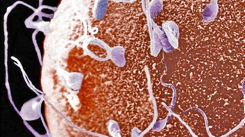 El semen sale del cuerpo a una velocidad mayor que una caminata rápida