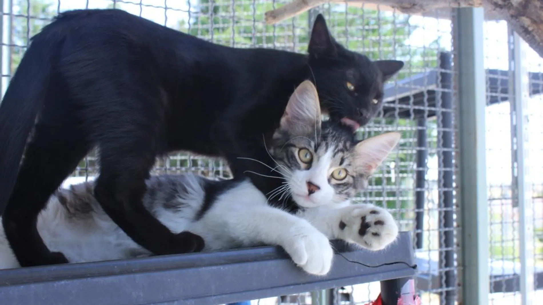Gatos en un centro para animales abandonados.