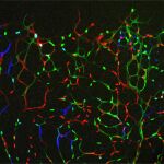 Las células endoteliales individuales tienen diferentes códigos de barras fluorescentes y estimulaciones mitogénicas.