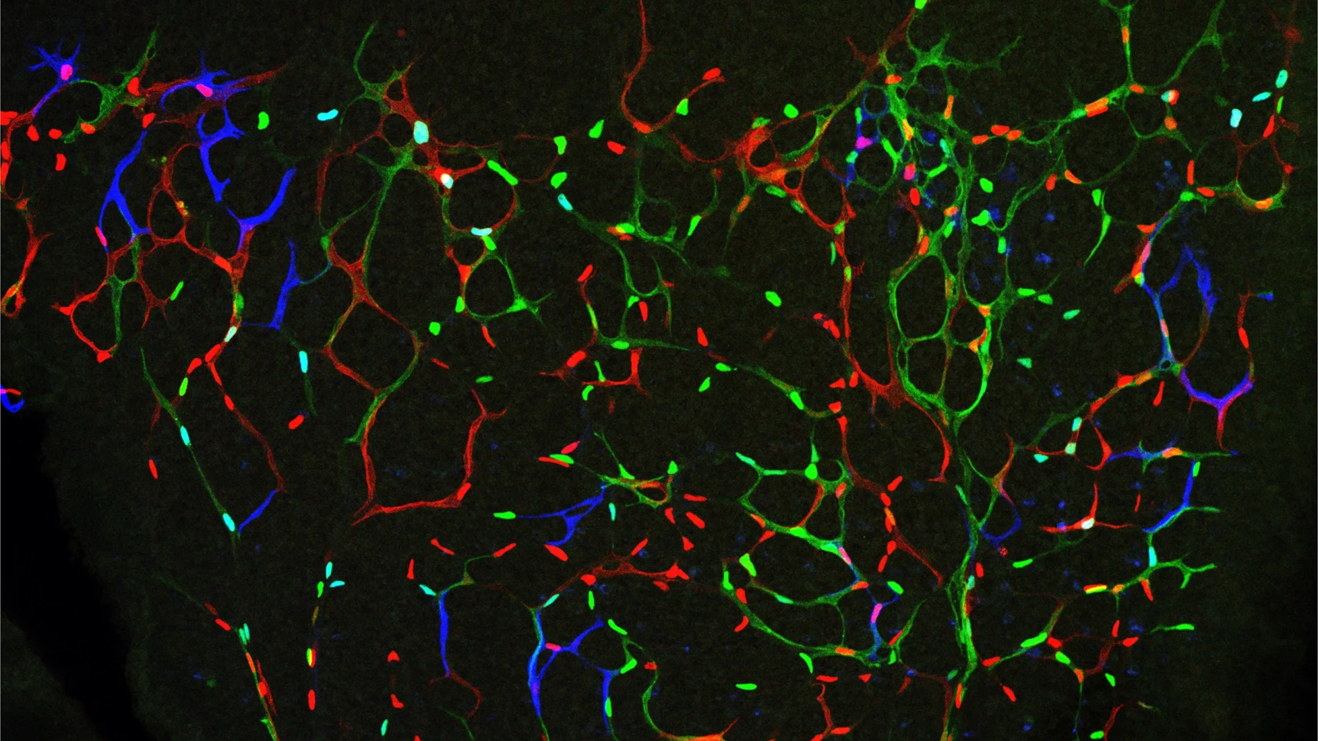 Las células endoteliales individuales tienen diferentes códigos de barras fluorescentes y estimulaciones mitogénicas.