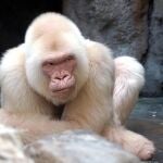 El gorila albino Copito de Nieve