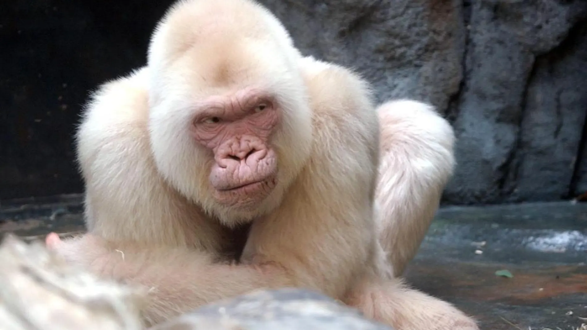 El gorila albino Copito de Nieve