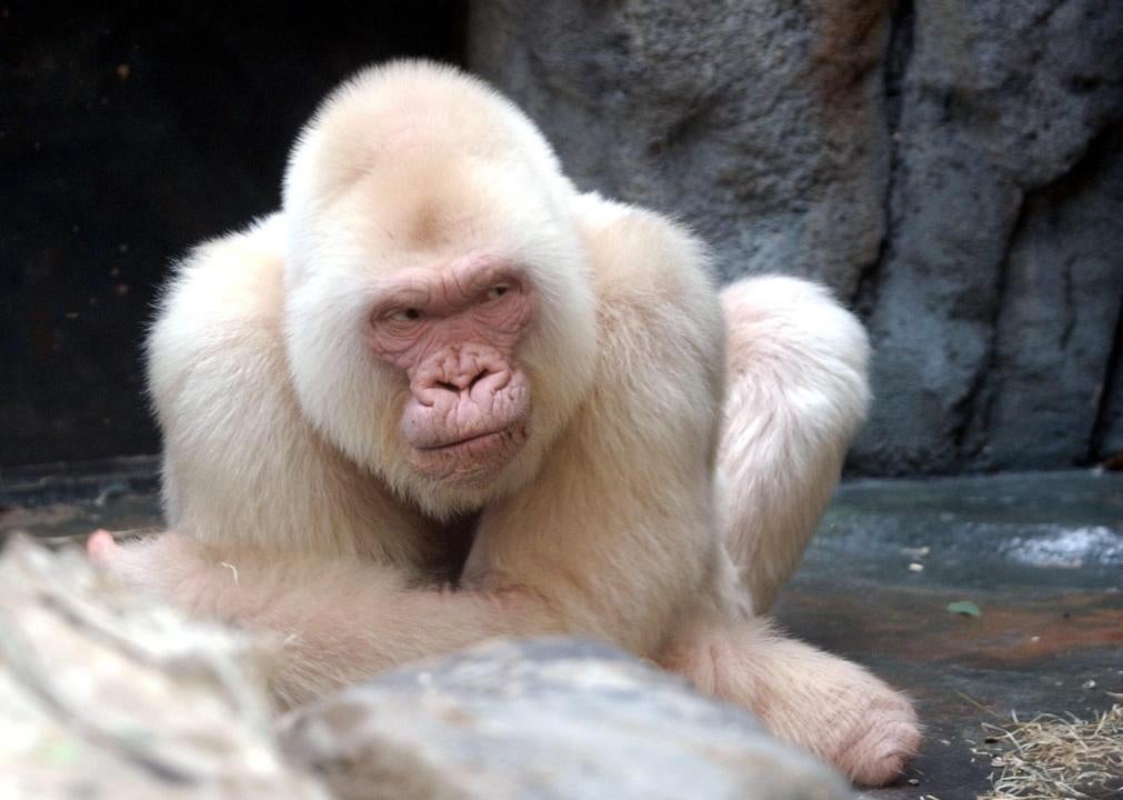 Consanguinidade provocou albinismo em gorila que fez sucesso na Espanha