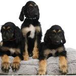 Los tres clones que sobrevivieron