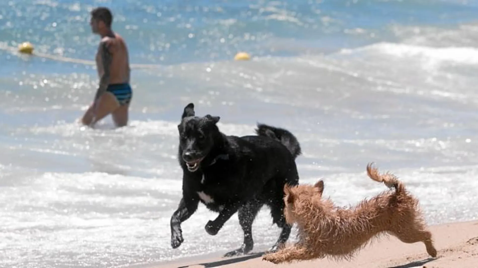 Ubicada en la playa del Llevant, por ella han pasado más de 13.000 perros