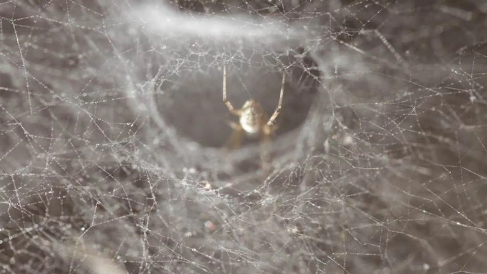 Va al médico por un dolor de oído y hallan una araña que tejía su tela en su interior