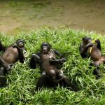 Bonobos en una reserva en el Congo, en una imagen de archivo